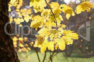 yellow autumn leaves in the sunlight