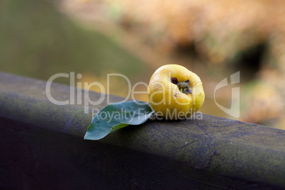quince with a green leaf on a wooden railing