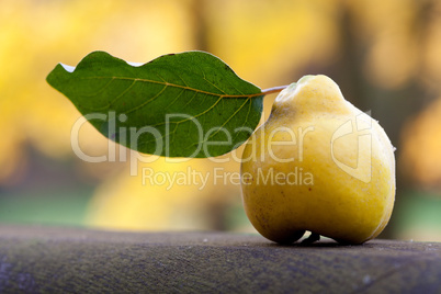 quince with a green leaf on a wooden railing