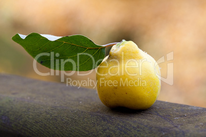 quince with a green leaf on a wooden railing