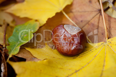 chestnut lying on yellow autumn leaves