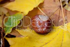 chestnut lying on yellow autumn leaves