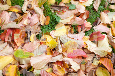 background of yellow autumn leaves