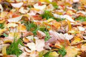 background of yellow autumn leaves