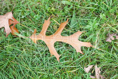 oak leaf on green grass
