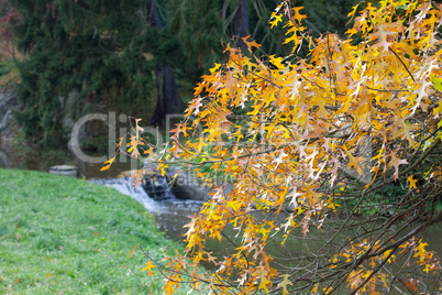 oak leaves on the background of a waterfall