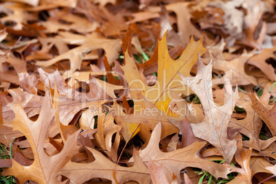 background of yellow autumn leaves