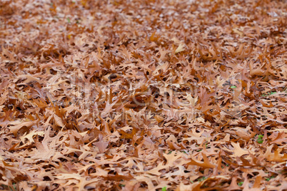 background of yellow autumn leaves