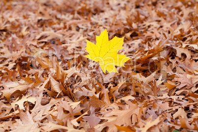 yellow maple leaf on a background of oak autumn leaves