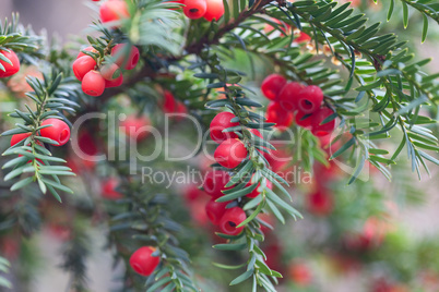 red berries on branches of spruce
