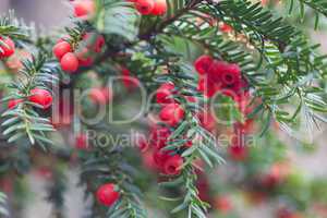 red berries on branches of spruce