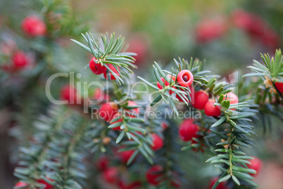 red berries on branches of spruce