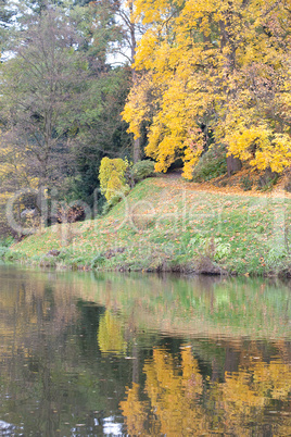 trees and leaves in the autumn forest