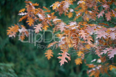 autumn oak leaves on the trees
