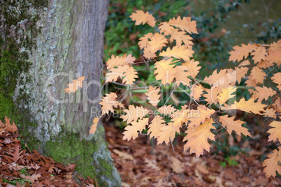 autumn oak leaves on the trees