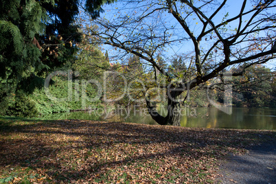 beautiful autumn landscape with colorful trees and a pond