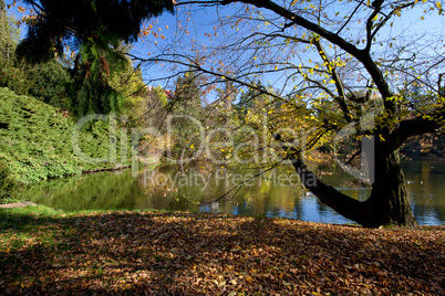 beautiful autumn landscape with colorful trees and a pond