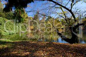 beautiful autumn landscape with colorful trees and a pond