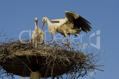 Storch -