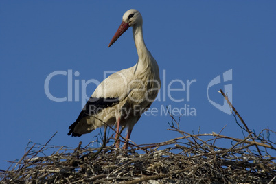 Storch -