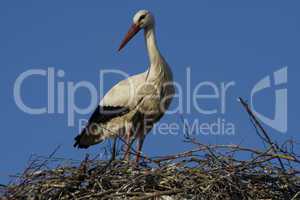 Storch -