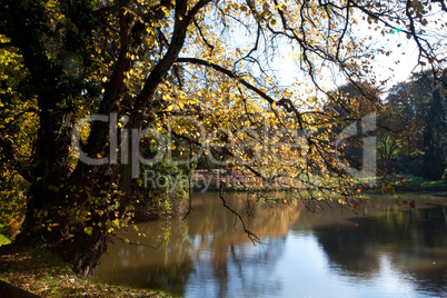 beautiful autumn landscape with colorful trees and a pond