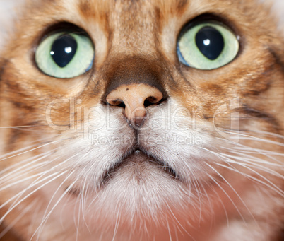 Extreme close up of cat's nose and mouth