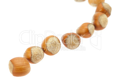 hazelnuts isolated on white