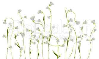 Flowers over white