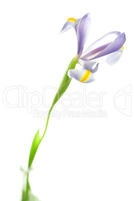 Iris isolated on white