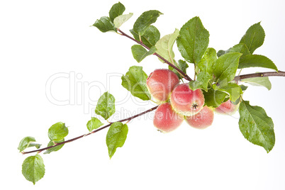 Apfel