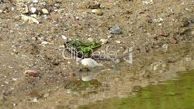 Pond frog - Teichfrosch - Pelophylax esculentus