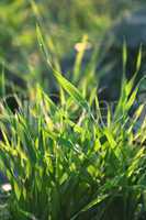 green grass macro