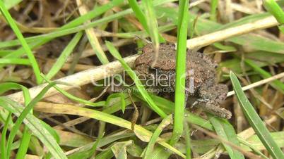Erdkröte - Common toad
