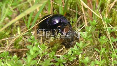 Waldmistkäfer - Forest dung beetle