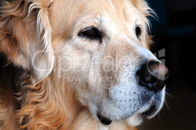 Golden retriever