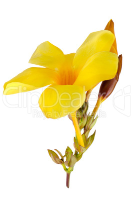 Beautiful yellow flowering Mandevilla