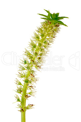 Eucomis flower