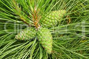 Green cones of pine
