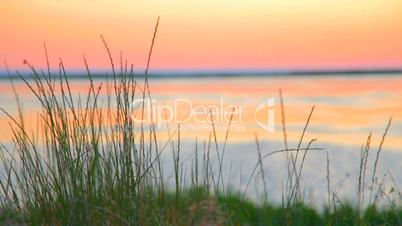 Green grass trembling at the orange lake background at sunset