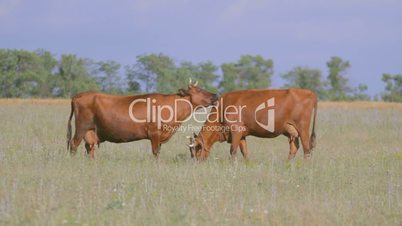 Two brown cows grazing on green field, licking and butting