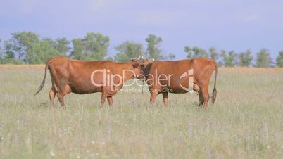 Two brown cows grazing in summer meadow, eating grass, licking