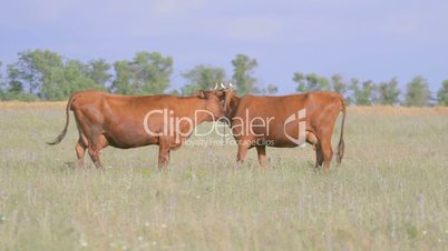 Two brown cows eating grass on pasture,one licking another