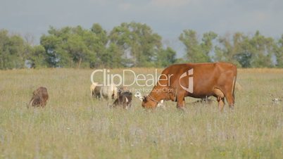 Grazing cow, goats and sheep on green plain