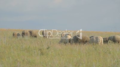 Grazing flock of sheep in green meadow, goat passing by.