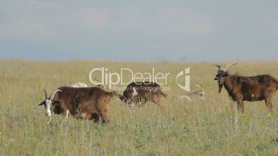 Herd of goats nipping the grass in the plain