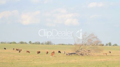 Herd of cows grazing in the open field with the old tree lying near.