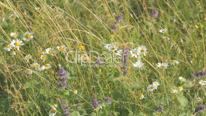 White camomiles mixed with weeds, trembling in the wind