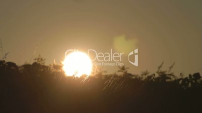 Time-lapse of sunset over the weeds on the field