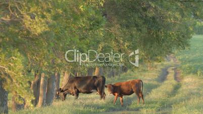 Cow and calf grazing near deciduous tree